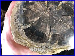 Rare Log Section Petrified Wood Seed Fern Hermanophyton owensii E. McElmo Creek
