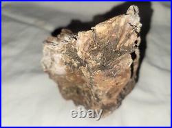 Rare Natural Petrified Wood Bark Specimen Arizona Mine Old Stock 4x5x2.5in
