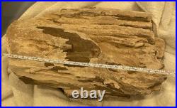 Rare Natural Petrified Wood Rough Wood Fossil Mineral Specimen Rare Natural Petrified Wood Rough Wood Fossil Mineral Specimen