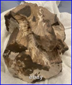Rare Natural Petrified Wood Rough Wood Fossil Mineral Specimen Rare Natural Petrified Wood Rough Wood Fossil Mineral Specimen