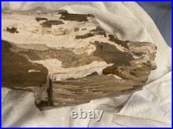 Rare Natural Petrified Wood Rough Wood Fossil Mineral Specimen Rare Natural Petrified Wood Rough Wood Fossil Mineral Specimen