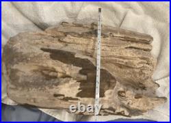 Rare Natural Petrified Wood Rough Wood Fossil Mineral Specimen Rare Natural Petrified Wood Rough Wood Fossil Mineral Specimen