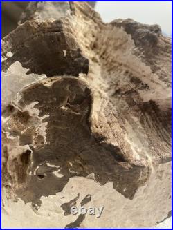 Rare Natural Petrified Wood Rough Wood Fossil Mineral Specimen Rare Natural Petrified Wood Rough Wood Fossil Mineral Specimen