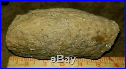 Rare Oklahoma Petrified Wood Lycopod Fossil Artifact Stone Rock Arrowhead