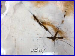Rare Opalized Petrified Wood Cedar Fra Cristobal Range, New Mexico 8x7