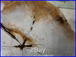 Rare Opalized Petrified Wood Cedar Fra Cristobal Range, New Mexico 8x7