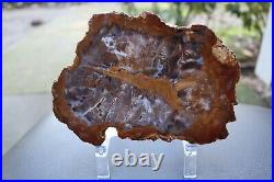 Rare Parker Petrified Wood Slab 6-1/2 Colorado Polished