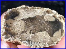 Rare Petrified Grapevine-Like Wood McDermitt, OR Trout Creek Fm 2x1.25