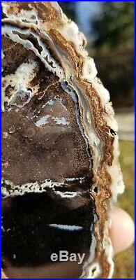 Rare Petrified Palm Wyoming Big Sandy Reservoir with fronds Polished Slab
