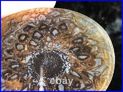 Rare Petrified Wood Araucaria Alvarezii Cone Thin Section by Ross Jones 2.25