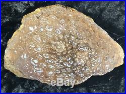 Rare Petrified Wood Australian PaleoOsmunda Double Heart 5.25x3.5 Permian