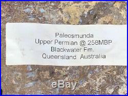 Rare Petrified Wood Australian PaleoOsmunda Double Heart 5.25x3.5 Permian