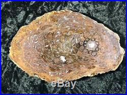 Rare Petrified Wood Australian PaleoOsmunda Upper Permian 6.25x4 Blackwater Fm