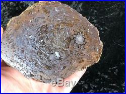 Rare Petrified Wood Australian PaleoOsmunda Upper Permian 6.25x4 Blackwater Fm