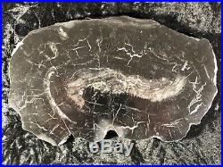 Rare Petrified Wood Calamites (Arborescent Horsetail) Carboniferous 8.25x4.75