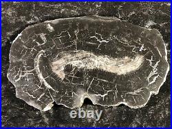 Rare Petrified Wood Calamites Horsetail E. Donbass, Russia Carboniferous 8.25x5