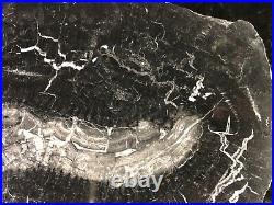 Rare Petrified Wood Calamites Horsetail E. Donbass, Russia Carboniferous 8.25x5