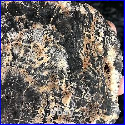 Rare Petrified Wood Cordaites Cape Breton, Nova Scotia Carboniferous 5.5x5.25