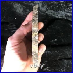 Rare Petrified Wood Cordaites Cape Breton, Nova Scotia Carboniferous 5.5x5.25
