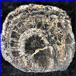 Rare Petrified Wood Cordaites Cape Breton, Nova Scotia Carboniferous 7x7