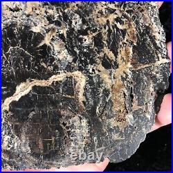 Rare Petrified Wood Cordaites Cape Breton, Nova Scotia Carboniferous 7x7