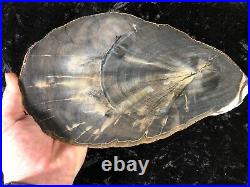Rare Petrified Wood Engelhardioxylon texana (Tropical Walnut) Eocene 11.25x6.5