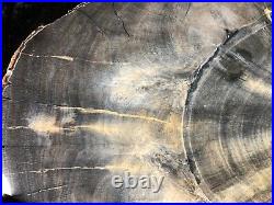 Rare Petrified Wood Engelhardioxylon texana (Tropical Walnut) Eocene 11.25x6.5