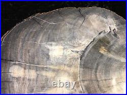 Rare Petrified Wood Engelhardioxylon texana (Tropical Walnut) Eocene 11x6.5