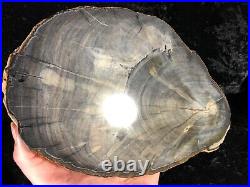 Rare Petrified Wood Engelhardioxylon texana (Tropical Walnut) Eocene 11x6.5