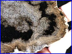 Rare Petrified Wood Fern Cyathodendron texana Falcon Lake, TX Eocene 3.75x2.75