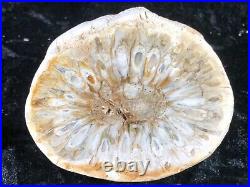 Rare Petrified Wood Fossil Araucaria Mirabilis Half Pine Cone Argentina 2.75