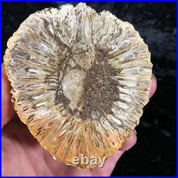 Rare Petrified Wood Fossil Araucaria Mirabilis Half Pine Cone Argentina 3.5x3