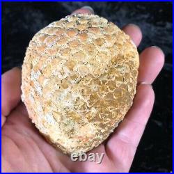 Rare Petrified Wood Fossil Araucaria Mirabilis Half Pine Cone Argentina 3.5x3