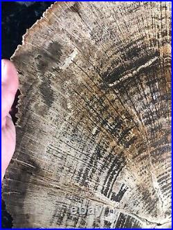 Rare Petrified Wood Live Oak Lufkin, Texas Yegua Formation Eocene 16.75x12.5