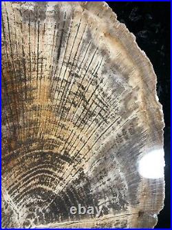 Rare Petrified Wood Live Oak Lufkin, Texas Yegua Formation Eocene 16.75x12.5