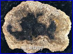 Rare Petrified Wood Psaronius Tree Fern, Athens County, Ohio Carboniferous 10