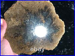 Rare Petrified Wood Psaronius Tree Fern, Athens County, Ohio Carboniferous 10