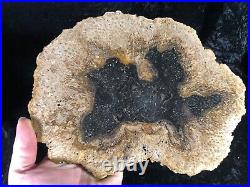 Rare Petrified Wood Psaronius Tree Fern, Athens County Ohio Carboniferous 10.25