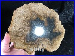 Rare Petrified Wood Psaronius Tree Fern, Athens County Ohio Carboniferous 10.25