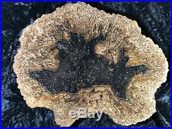 Rare Petrified Wood Psaronius Tree Fern, Athens County Ohio Carboniferous 10.75