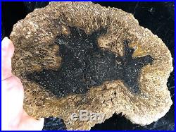 Rare Petrified Wood Psaronius Tree Fern, Athens County Ohio Carboniferous 10.75