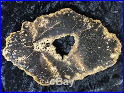 Rare Petrified Wood Psaronius Tree Fern, Athens County, Ohio Carboniferous 15