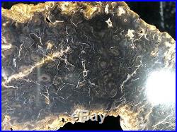 Rare Petrified Wood Psaronius Tree Fern, Athens County, Ohio Carboniferous 15