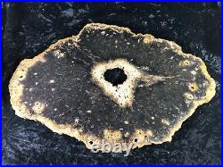 Rare Petrified Wood Psaronius Tree Fern, Athens County Ohio Carboniferous 15.5