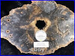 Rare Petrified Wood Psaronius Tree Fern, Athens County Ohio Carboniferous 15.5