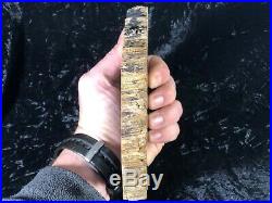 Rare Petrified Wood Psaronius Tree Fern, Athens County, Ohio Carboniferous 7.75