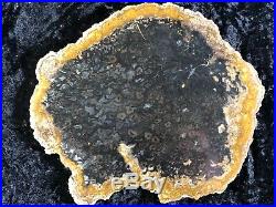 Rare Petrified Wood Psaronius Tree Fern, Athens County, Ohio Carboniferous 8x6.5