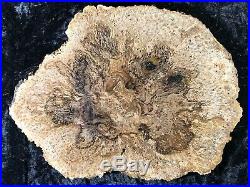 Rare Petrified Wood Psaronius Tree Fern, Athens County Ohio Carboniferous 9.75