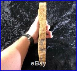 Rare Petrified Wood Psaronius Tree Fern, Athens County, Ohio Carboniferous 9.75