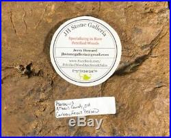 Rare Petrified Wood Psaronius Tree Fern, Athens County, Ohio Carboniferous 9.75
